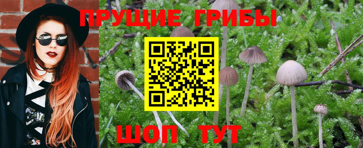 Псилоцибиновые грибы Cubensis Большой Камень